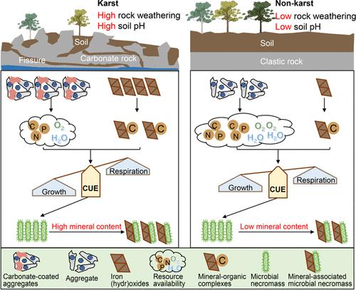 Lithological Controls on Soil Aggregates and Minerals Regulate Microbial Carbon Use Efficiency and Necromass Stability