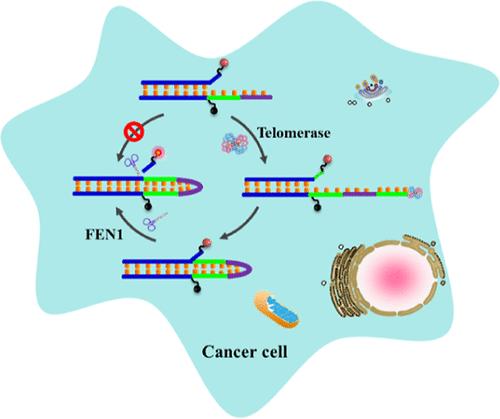 Endogenous Telomerase-Activated Fluorescent Probes for Specific Detection and Imaging of Flap Endonuclease 1 in Cancer Cells and Tissues