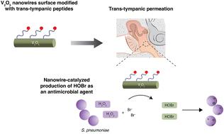 Transtympanic delivery of V2O5 nanowires with a tympanic-membrane penetrating peptide†