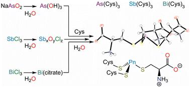 Synthesis and structural characterization of the heavy tricysteinylpnictines, models of protein-bound As(iii), Sb(iii), and Bi(iii)†