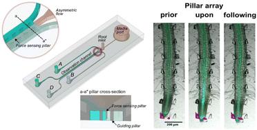 Observing root growth and signalling responses to stress gradients and pathogens using the bi-directional dual-flow RootChip†