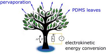 Pervaporation-driven electrokinetic energy harvesting using poly(dimethylsiloxane) microfluidic chips†