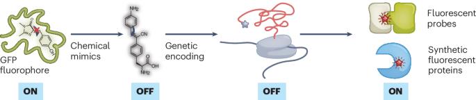 Mimicking fluorophores from nature to generate artificial fluorescent proteins and biosensors