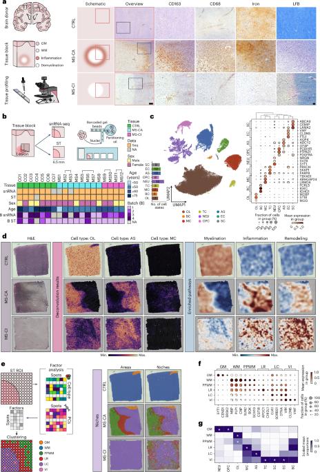 Cell type mapping reveals tissue niches and interactions in subcortical multiple sclerosis lesions