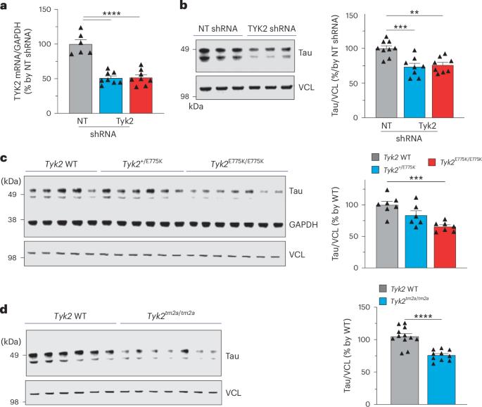 TYK2 regulates tau levels, phosphorylation and aggregation in a tauopathy mouse model