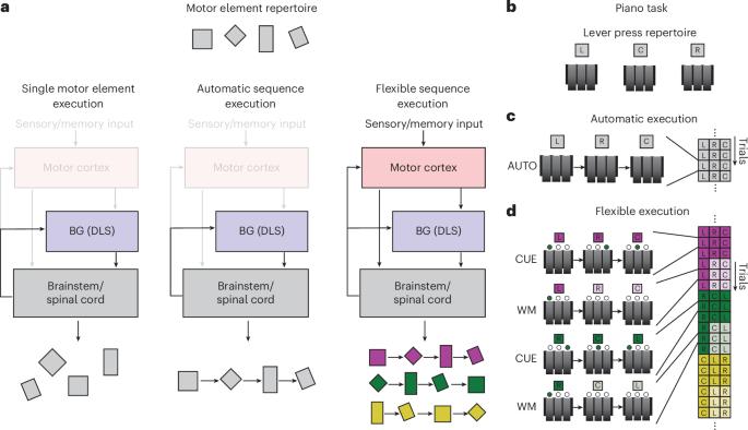 The role of motor cortex in motor sequence execution depends on demands for flexibility