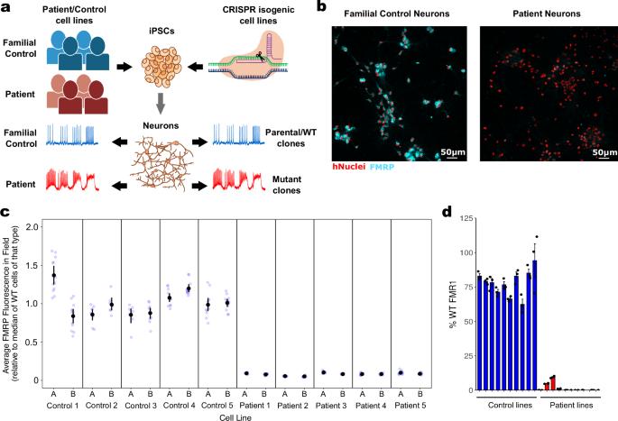 Deep functional measurements of Fragile X syndrome human neurons reveal multiparametric electrophysiological disease phenotype