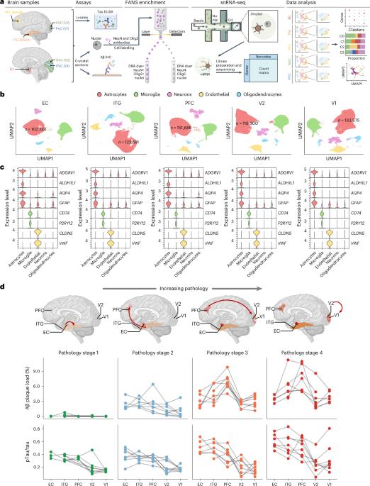 Astrocyte transcriptomic changes along the spatiotemporal progression of Alzheimer’s disease