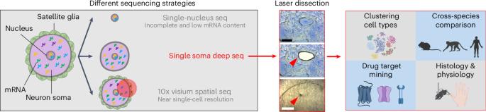 Deep RNA sequencing of human dorsal root ganglion neurons reveals somatosensory mechanisms