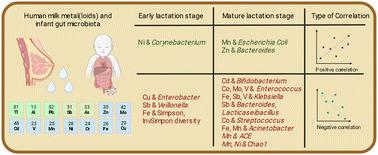 Human milk metals and metalloids shape infant microbiota†