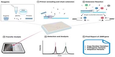 Development and validation of a one-step SMN assay for genetic testing in spinal muscular atrophy via MALDI-TOF MS†
