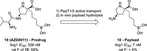 Discovery of (2R,4R)-4-((S)-2-Amino-3-methylbutanamido)-2-(4-boronobutyl)pyrrolidine-2-carboxylic Acid (AZD0011), an Actively Transported Prodrug of a Potent Arginase Inhibitor to Treat Cancer