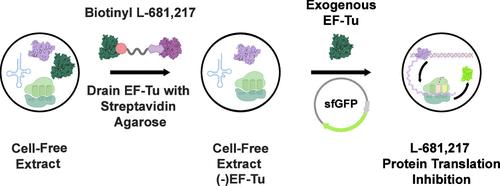 New Insights into the Mechanism of Action of L-681,217, a Medicinally Promising Polyketide Inhibitor of Bacterial Protein Translation