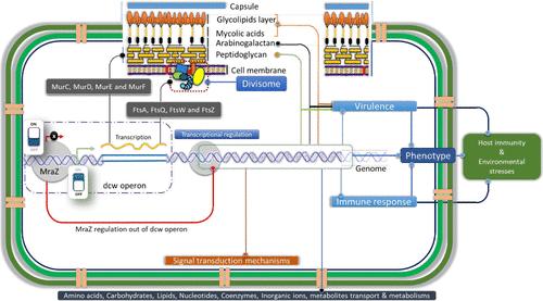 Mycobacterium smegmatis MraZ Regulates Multiple Genes within and Outside of the dcw Operon during Hypoxia
