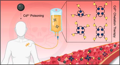 Unveiling the Potential of Sulfur-Rich Macrocyclic Chelators Against Cadmium Poisoning