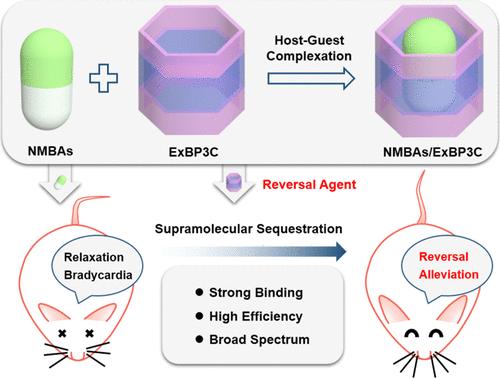 Efficient Reversal of Neuromuscular Blocking Agent-Induced Biological Functions and Side Effects by an Extended Biphen[3]arene Carboxylate