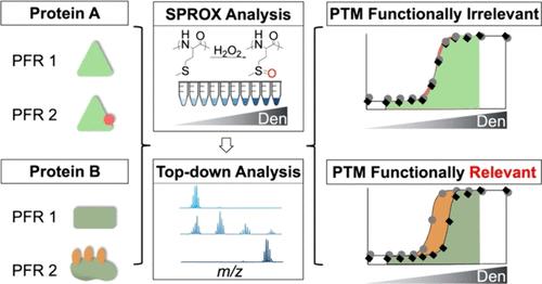 Top-Down Stability of Proteins from Rates of Oxidation (TD-SPROX) Approach for Measuring Proteoform-Specific Folding Stability