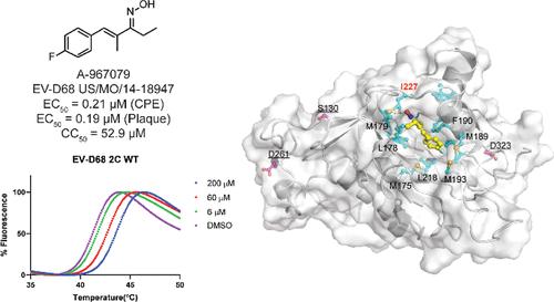 Discovery of A-967079 as an Enterovirus D68 Antiviral by Targeting the Viral 2C Protein