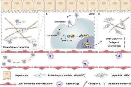 Hepatic Stellate Cell Membrane-Camouflaged Nanoparticles for Targeted Delivery of an Antifibrotic Agent to Hepatic Stellate Cells with Enhanced Antifibrosis Efficacy