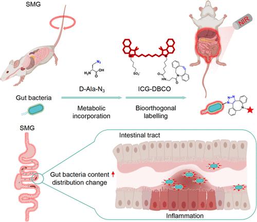 Imaging of Gut Bacterial Macroscopic Changes in Simulated Microgravity-Exposed Rats via In Vivo Metabolic Labeling