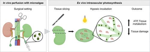 Oxygenation by Intravascular Photosynthesis Reduces Kidney Damage During ex Vivo Preservation