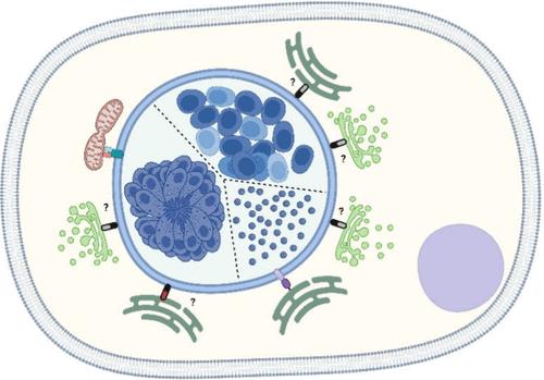 Apicomplexan Espionage: Orchestrated Miscommunication at the Host–Parasite Interface