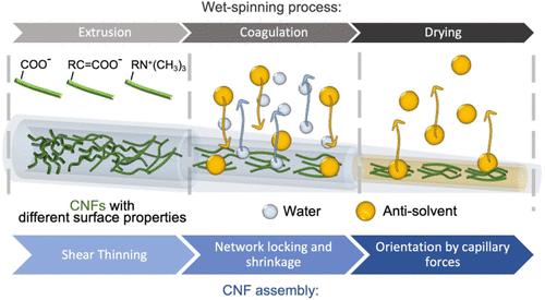 The Effect of Nanocellulose Surface Properties on the Corresponding Wet-Spinning Process for Man-Made Fibers: Extrusion, Coagulation, and Drying