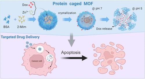 Hydrophilic Metal–Organic Frameworks Regulated by Biomineralized Protein for Enhanced Stability and Drug Delivery