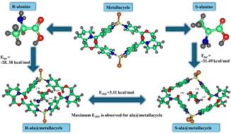 Chiral recognition of amino acids through homochiral metallacycle [ZnCl2L]2†