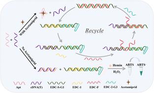 Aptasensor based on entropy-driven catalytic amplification system for the sensitive detection of acetamiprid in Chinese herbal medicine†