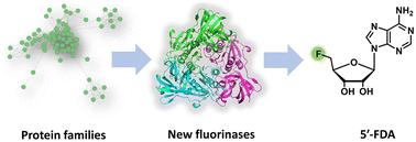 Two fluorinases prioritized from protein families of fluorinase, SAM-dependent chlorinase and hydroxide adenosyltransferase†