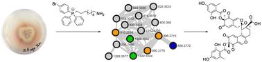 Mass-tagged aminated probes for rapid discovery of azaphilic natural products in fungal crude extracts†