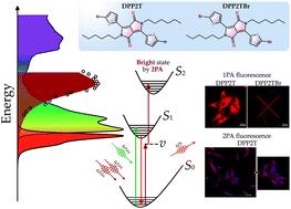 Advancements in organic fluorescent materials: unveiling the potential of peripheral group modification in dithienyl-diketopyrrolopyrrole derivatives for one- and two-photon bioimaging†