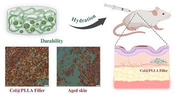 Engineered collagen/PLLA composite fillers to induce rapid and long-term collagen regeneration†