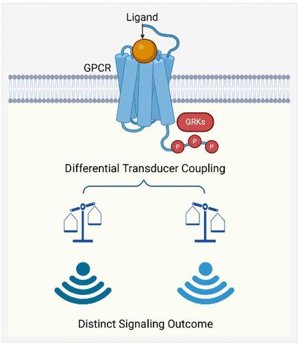 Exploring Bias in GPCR Signaling and its Implication in Drug Development: A One-Sided Affair