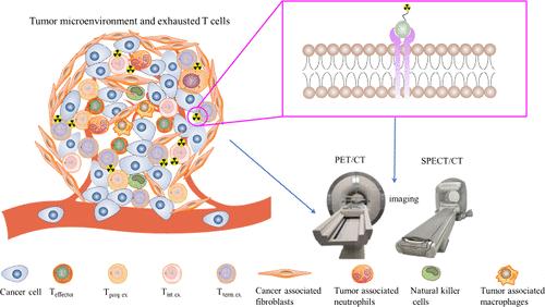 Nuclear Molecular Imaging for Evaluating T Cell Exhaustion