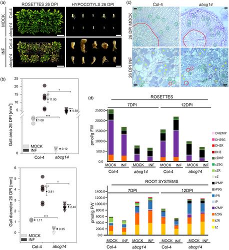 Laser dissection-assisted phloem transcriptomics highlights the metabolic and physiological changes accompanying clubroot disease progression in oilseed rape