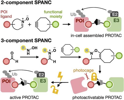 Utilizing Alkyne-Nitrone Cycloaddition for the Convenient Multi-Component Assembly of Protein Degraders and Biological Probes