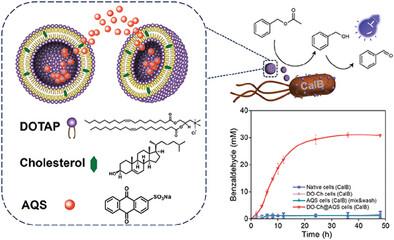 Combining Liposomal Photocatalysts with Whole-Cell Catalysts for One-pot Photobiocatalysis
