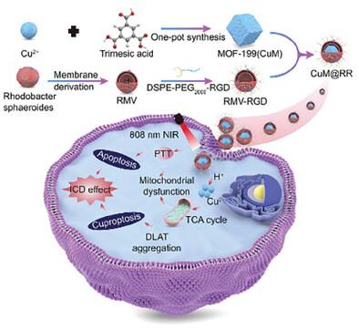 Amplifying Synergistic Effects of Cuproptosis and Bacterial Membrane Vesicles-Mediated Photothermal Therapy by Multifunctional Nano-Biohybrid for Anti-Tumor Immunotherapy