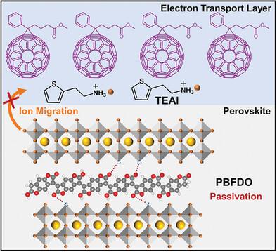Synergistic Doping Strategy with Novel Multi-Carbonyl Conductive Polymer Enables Stable Self-Powered Perovskite Photodetectors