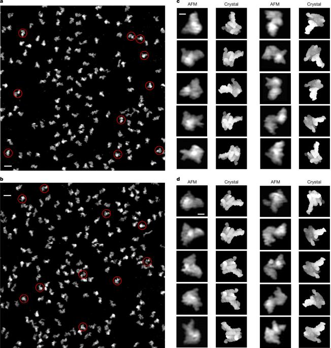 The conformational space of RNase P RNA in solution