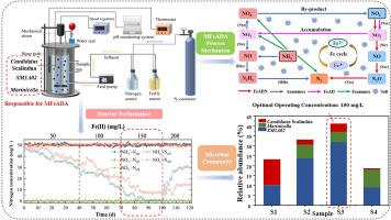 Tracking the nitrogen transformation in saline wastewater by marine anammox bacteria-based Fe(II)-driven autotrophic denitratation and anammox