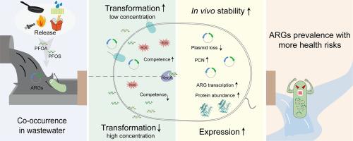 Per- and polyfluoroalkyl substances exacerbate the prevalence of plasmid-borne antibiotic resistance genes by enhancing natural transformation, in vivo stability, and expression in bacteria