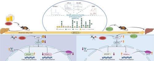 Structure characteristics of a novel pectic polysaccharide from Fructus Corni and its protective effect on alcoholic fatty liver