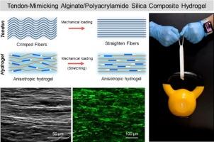 Tendon-mimicking anisotropic alginate-based double-network composite hydrogels with enhanced mechanical properties and high impact absorption