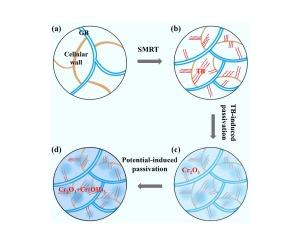 Corrosion enhancement of selective laser melted stainless steel by surface mechanical rolling treatment in fuel cell simulated environment