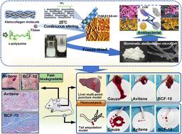 Bottom-up reconstitution design of a biomimetic atelocollagen microfibril for enhancing hemostatic, antibacterial, and biodegradable benefits†