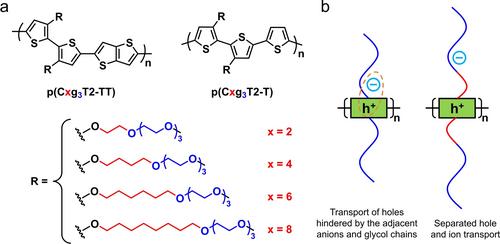 The Influence of Alkyl Spacers and Molecular Weight on the Charge Transport and Storage Properties of Oxy-Bithiophene-Based Conjugated Polymers