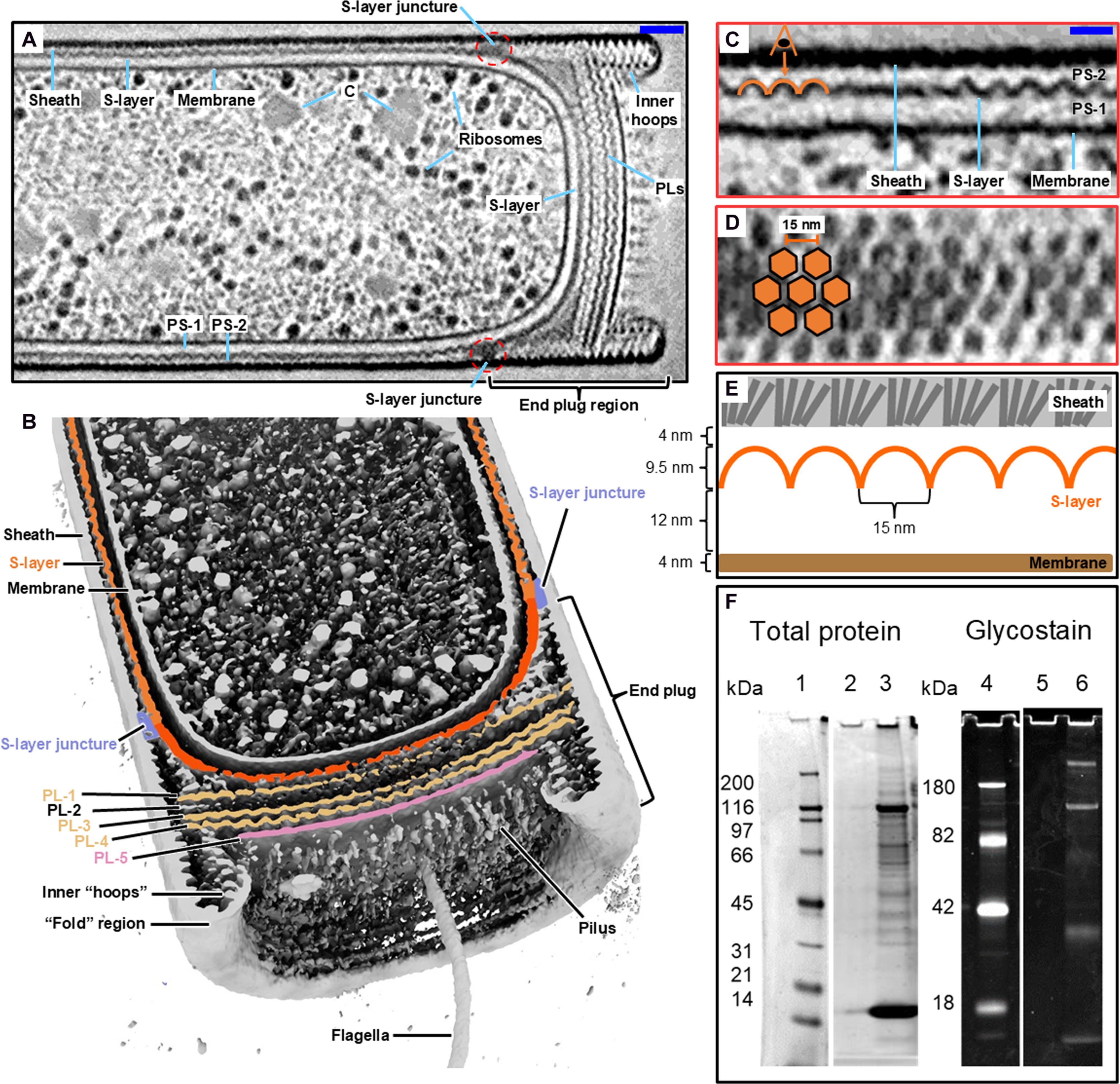 Composition and in situ structure of the Methanospirillum hungatei cell envelope and surface layer